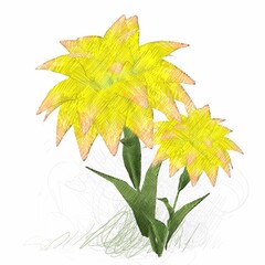 Decorative isolated flower image. Floral Illustration. Vintage botanic artwork. Hand made drawing.