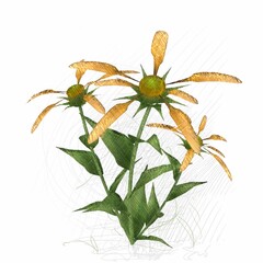 Decorative isolated flower image. Floral Illustration. Vintage botanic artwork. Hand made drawing.