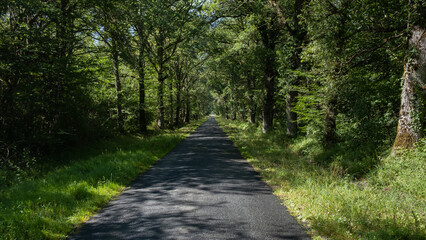 Fototapeta premium asphalt road in the green forest of France