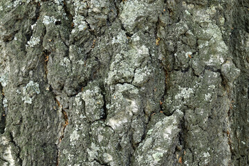 texture of birch bark covered with lichen