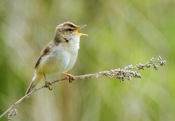 bird