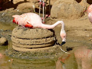 Chilean flamingo (Phoenicopterus chilensis) on its nest made of dried mud and seen from profile