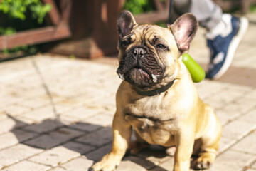 Young redhead dog French Bulldog for a walk in the park, close-up, drooling down.