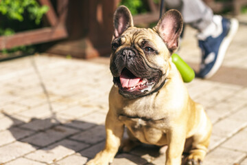 Fototapeta premium Young redhead dog French Bulldog for a walk in the park, close-up, drooling down.