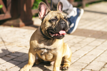 Young redhead dog French Bulldog for a walk in the park, close-up, drooling down.
