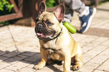 Young redhead dog French Bulldog for a walk in the park, close-up, drooling down.