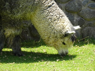 [Peru] A white alpaca eating grass (Arequipa)
