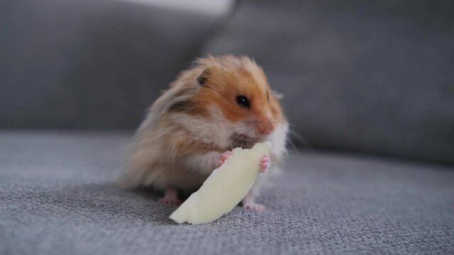 Cute hamster eating cheese on the couch