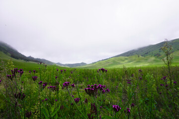Photos in the meadow that focuses on small purple flowers and blur hills backgrounds