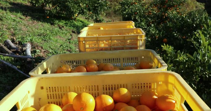 愛媛の農園で収穫箱に集められる温州みかん（4K動画）