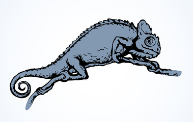 Cute old big Chamaeleon isolated on white backdrop