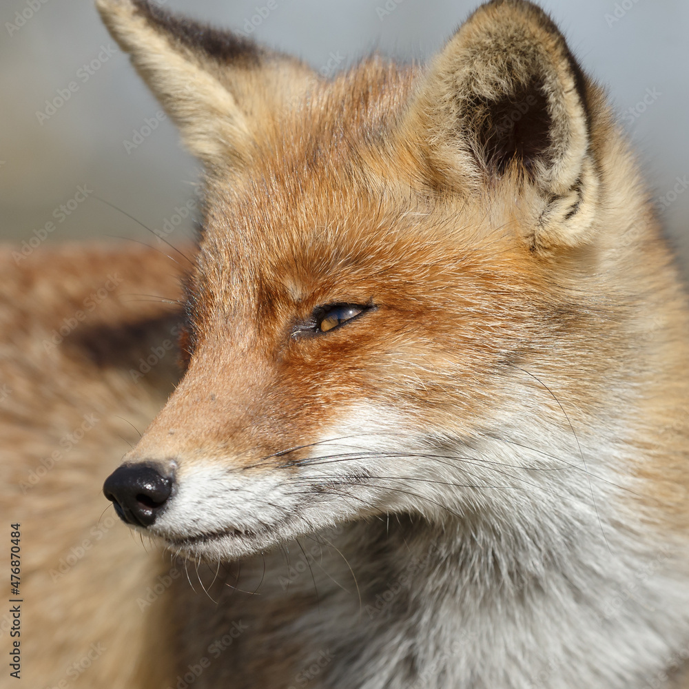 Wall mural Red fox in Nature.