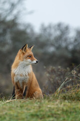Naklejka na ściany i meble Red fox in Nature.