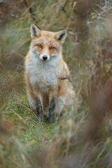 Fototapeta premium Red fox in Nature.