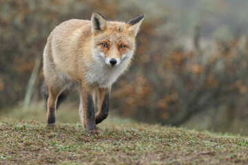 Naklejka na ściany i meble Red fox in Nature.