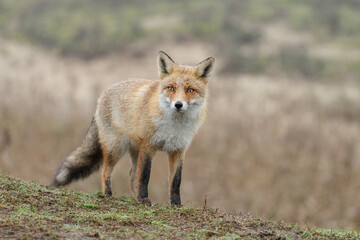 Red fox in Nature.