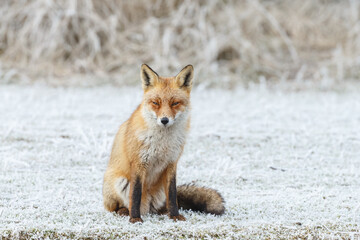 Red fox in Nature.