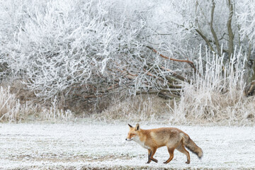 Red fox in Nature.