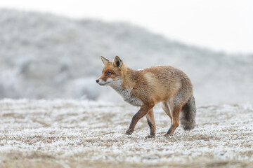 Obraz premium Red fox in Nature.