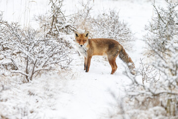 Red fox in Nature.