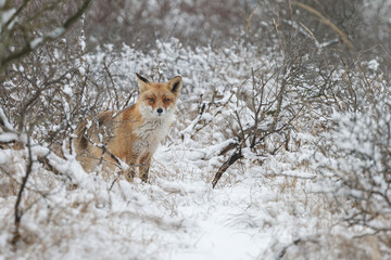 Fototapeta premium Red fox in Nature.