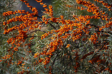 Naklejka na ściany i meble huge branches of sea buckthorn, strewn with clusters of orange berries against the background of houses and the sky