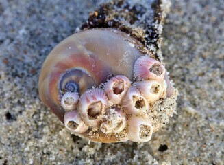 Spiral shell with barnacles attached sitting in the sand on the beach.  