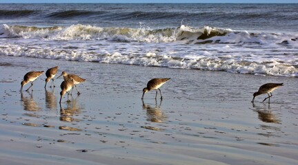 Shore birds along the coast of NC.  Willet, pelican, ruddy turnstone, all looking for food in the sand.  Willet foot prints in the sand.  
