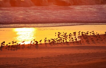Sunset along the Atlantic ocean with birds in the foreground silhouetted against the sky fire.    