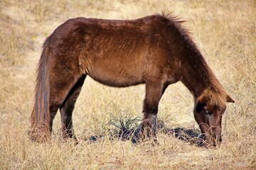 Naklejka na ściany i meble Banker horses grazing along the barrier outer banks islands along the crystal coast. Beautiful long wild and ungroomed manes. 