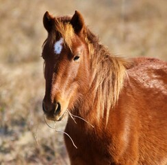 Banker horses grazing along the barrier outer banks islands along the crystal coast.  Beautiful...