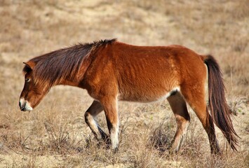 Banker horses grazing along the barrier outer banks islands along the crystal coast.  Beautiful long wild and ungroomed manes.  