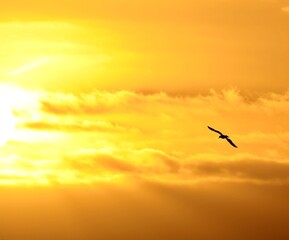 Yellow sky fire sunrise with bird in foreground.  