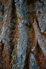 Nahaufnahme einer Eichenborke