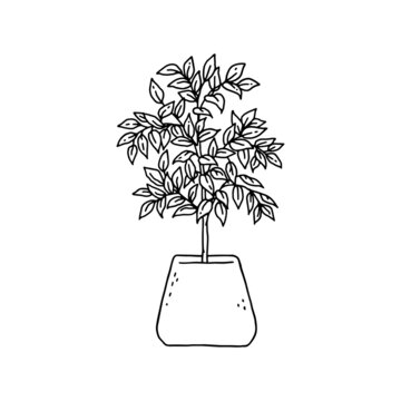 leea houseplant. Indoor potted plant vector outline black and white doodle illustration.