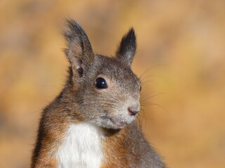 squirrel portrait in the autumn forest in Zermatt Switzerland