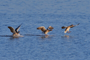 Graug&auml;nse an der Ostsee bei der Landung	