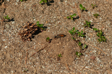 Heuschreckensandwespe (Sphex funerarius)	