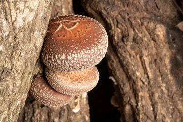 椎茸の原木　シイタケ