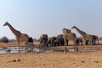 Giraffen und Elefanten in Tsumcor