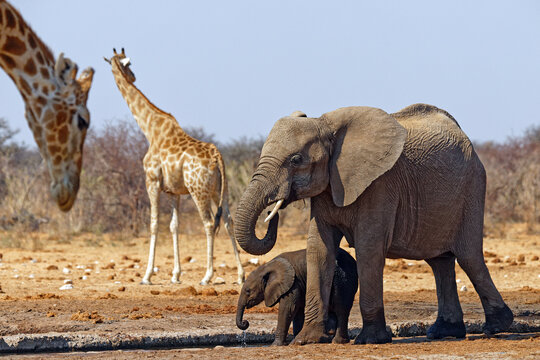 Elefanten und Giraffen
