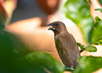 single white rumped munia small bird brown color in natural forest. Animal wings in wildlife