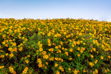 wonderful panoramic yellow flowers in summer.