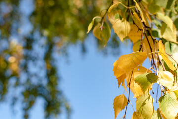 Autumn, yellow leaves on a birch branch.
