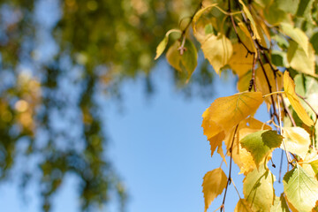 Autumn, yellow leaves on a birch branch.