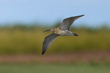 Eurasian curlew (Numenius arquata)