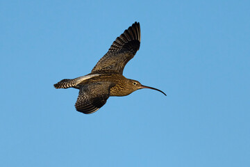 Eurasian curlew (Numenius arquata)