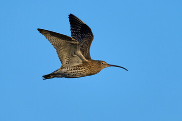 Eurasian curlew (Numenius arquata)