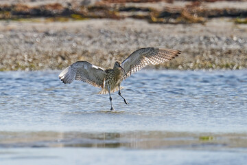 Eurasian curlew (Numenius arquata)
