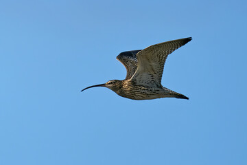 Eurasian curlew (Numenius arquata)
